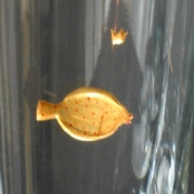 Butt 1, Glasgravur vergoldet auf kleinem schweren Wasserglas.