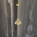 Biene gold mit weissen Flügeln. Detail. Glasgravur auf hübschem kleinen Becher zum täglichen Gebrauch