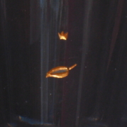 BLATT , glasgravur auf kleinem Becher farbvergoldet, fliegt von rechts nach links auf einem frischen Wind