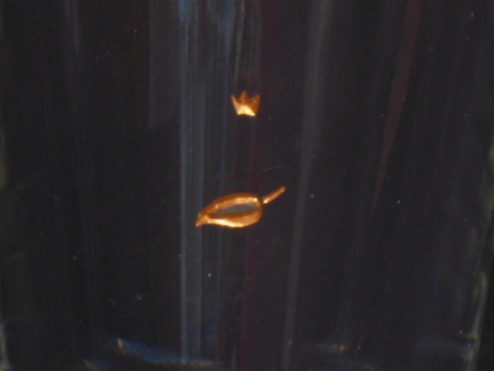 BLATT , glasgravur auf kleinem Becher farbvergoldet, fliegt von rechts nach links auf einem frischen Wind